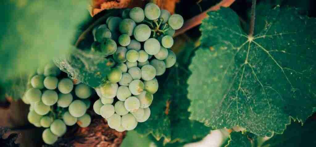 Green wine: Complete Guide to a Portuguese Wine You Should Be Drinking ...